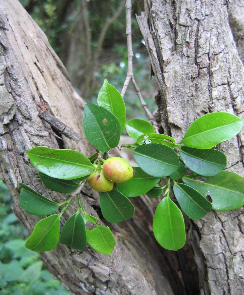 Trilepisium madagascariense